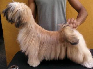 RMoretto Cane Andromeda Renaissance | Lhasa Apso 