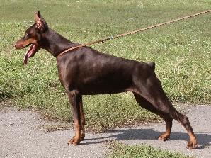 Koppod'Oro Germiona Gift | Brown Doberman Pinscher