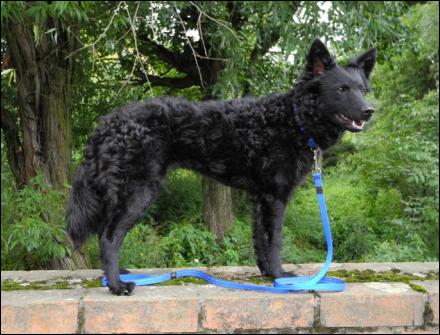 Kiralytanyai GARSHII | Mudi 