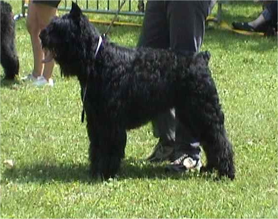 Omer de la Saulaie Maraiche | Bouvier des Flandres 