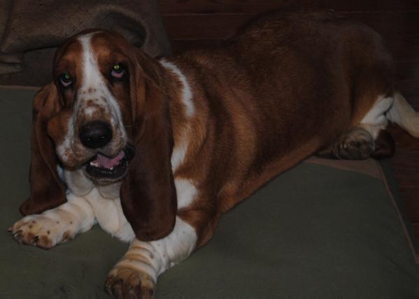 Cove Mountain Violet | Basset Hound 