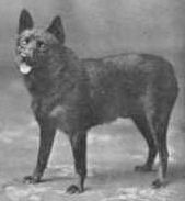 Royd Oregonian | Schipperke 