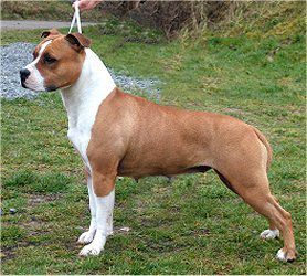 Asira Vom Basauerhof | American Pit Bull Terrier 