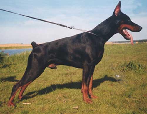 Titus Valjur Imidz | Black Doberman Pinscher