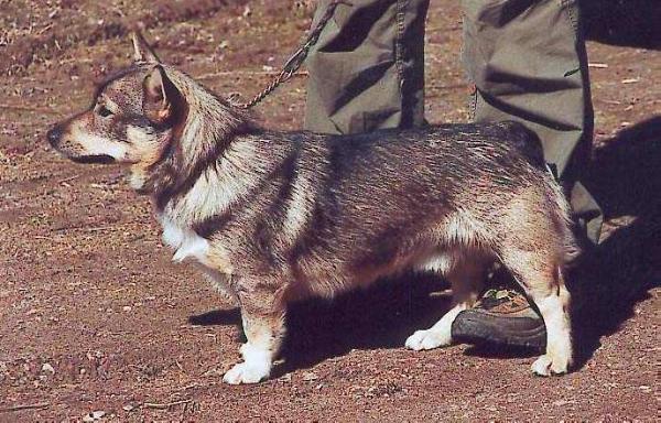 Chipsmakers Simsalabim | Swedish Vallhund 