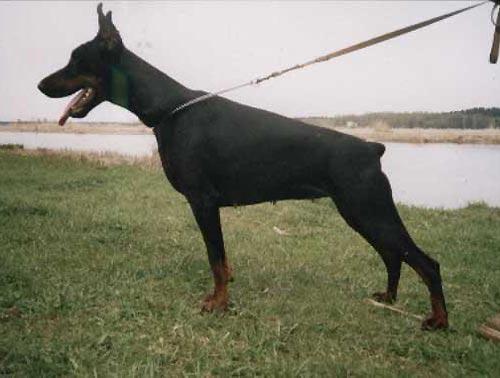 Anfisa Antuanetta Drei Imidz | Black Doberman Pinscher