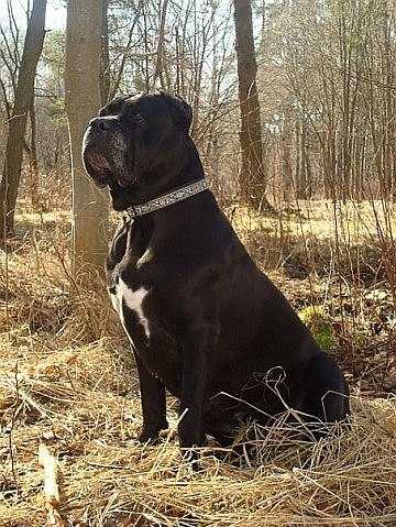 YASMIN ALLA RUSSO | Cane Corso 