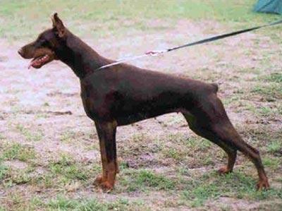 Arlett Akvarel Drei Imidz | Brown Doberman Pinscher