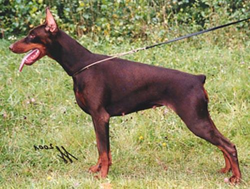 Zalvara Alegar Imidz | Brown Doberman Pinscher