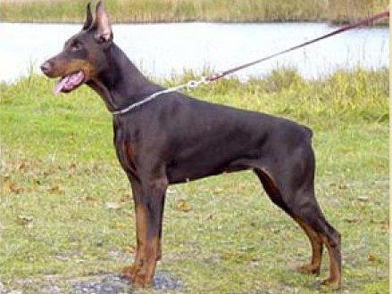 Imidz Zeja Zalora Alegar | Brown Doberman Pinscher