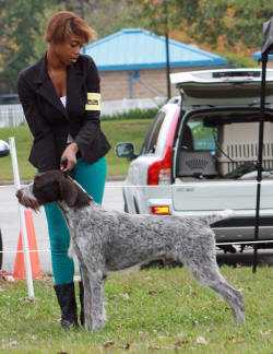 REECE AFTERHOURS N DUSTY STEELE N THYME | German Wirehaired Pointer 