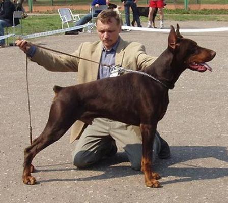 Imidz Calif Drei Haus | Brown Doberman Pinscher