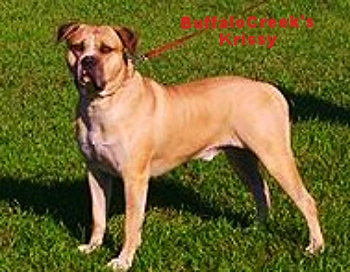 BuffaloCreek's Krissy(Bully AB/Sorrell pitbull/Standred AB) | Olde English Bulldogge 