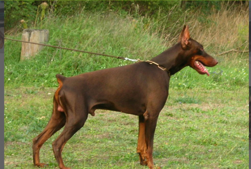 Imidz Dionis Valjur Land | Brown Doberman Pinscher