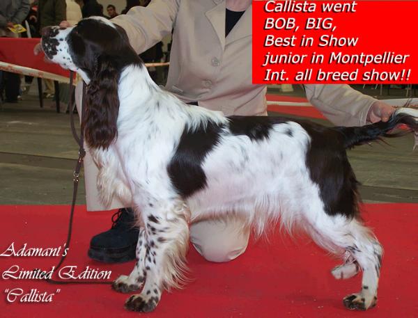 Adamant'S limited edition | English Springer Spaniel 