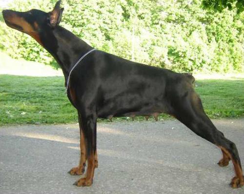 Imidz Dusija Valjur Land | Black Doberman Pinscher