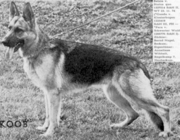 Betzie vom Status Quo | German Shepherd Dog 