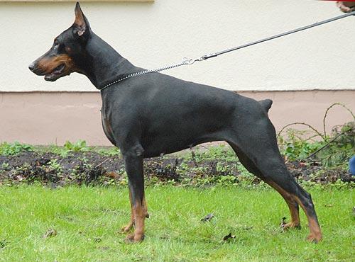 Imidz Dorateja Valjur Land | Black Doberman Pinscher