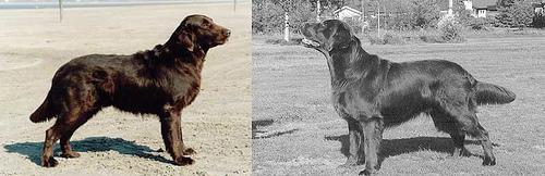 O'Flanagan Dances With Wolfes | Flat-Coated Retriever 