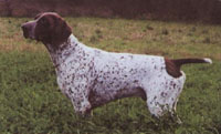 Yves ks vom hege-Haus | German Shorthaired Pointer 