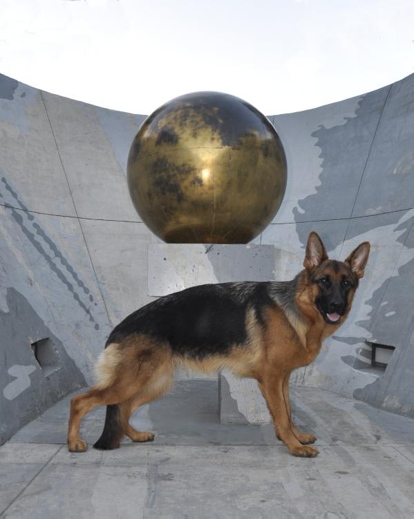 Alta-Tollhaus Juta | German Shepherd Dog 