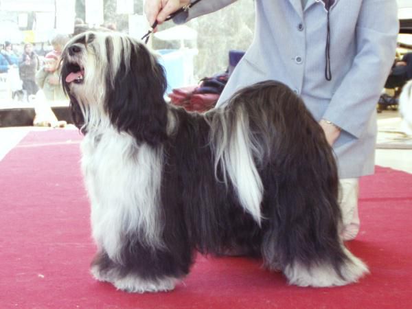 ALILAH JACKANORY | Tibetan Terrier 