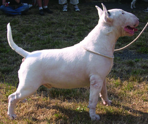 Lubjan Rock and Stone | Bull Terrier 