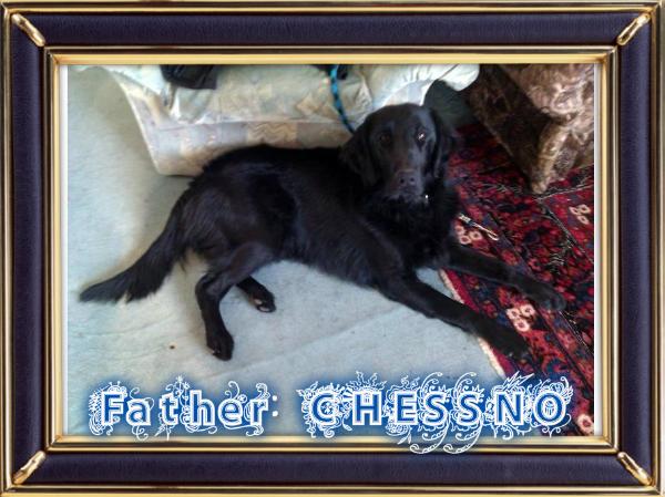 Stamboom Van Chessno | Flat-Coated Retriever 