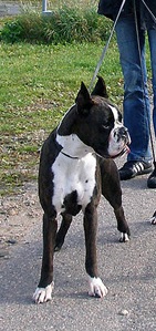 UMBRIA Torques | Boxer 