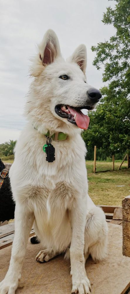 Groot Kingdom Of Angels | White Swiss Shepherd Dog 