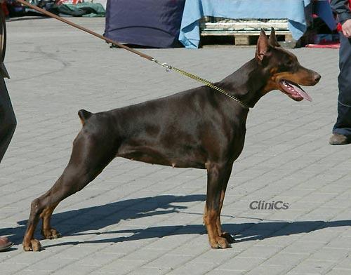 Imidz Hanna Alingar | Brown Doberman Pinscher