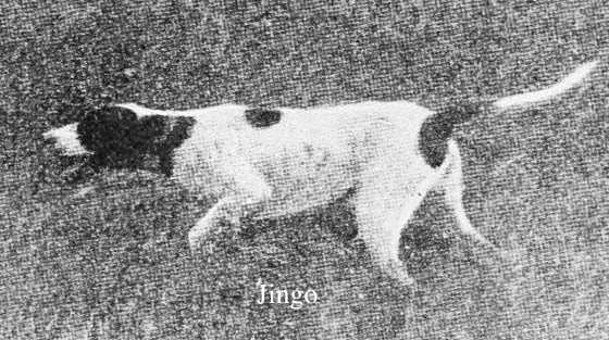 Jingo (1891) | Pointer 