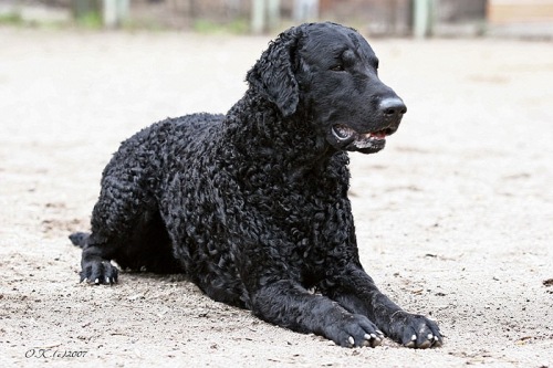 Dak'S Hanter Lodbiorn | Curly Coated Retriever 