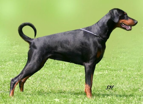 Hertogin Ivana v. Olympiastaete | Black Doberman Pinscher