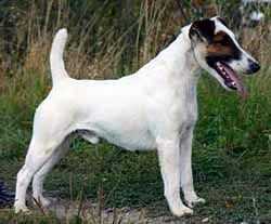 Classicway LordoftheringsatBannside | Smooth Fox Terrier 