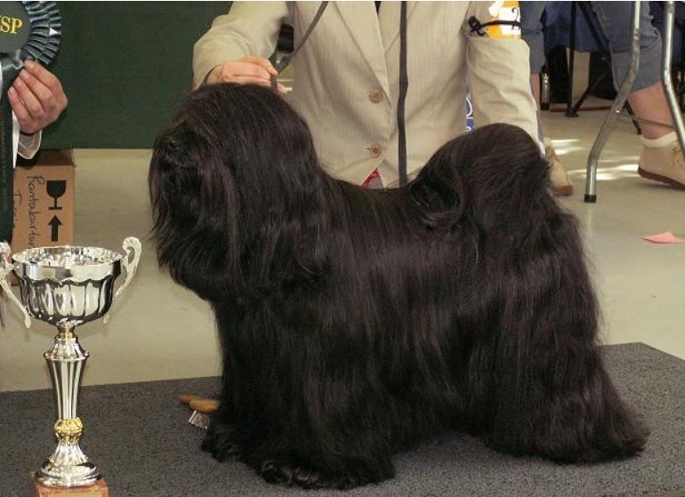 FALAMANDUS DOUBLE-NOEUD | Tibetan Terrier 