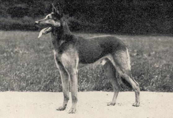 Armin von Riedekenburg | German Shepherd Dog 