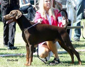 Jean Dark Havana Reserva | Brown Doberman Pinscher