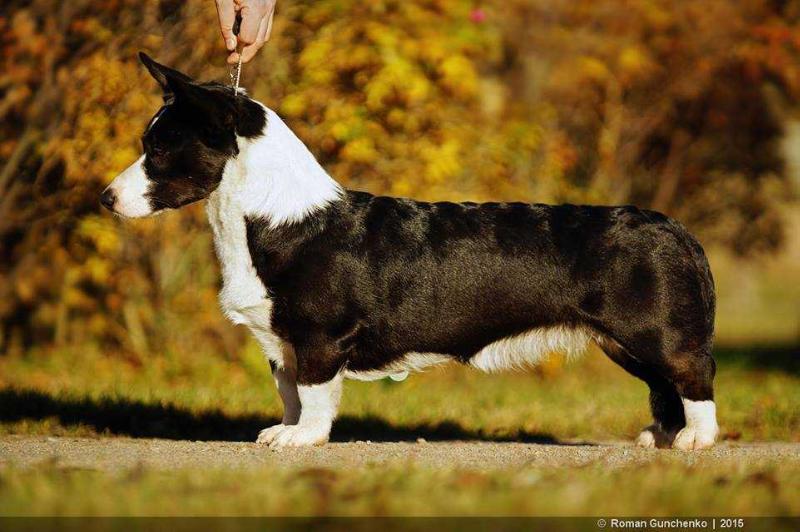 Magichorsy Adorable Black Pearl | Cardigan Welsh Corgi 