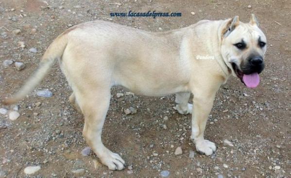 Pandora de Casa del Presa | Perro de Presa Canario 