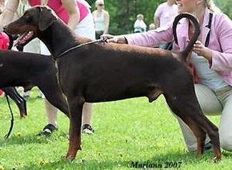 Jean Dark Handsome | Brown Doberman Pinscher