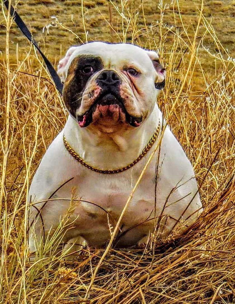 Brock's Ruthie | American Bulldog 