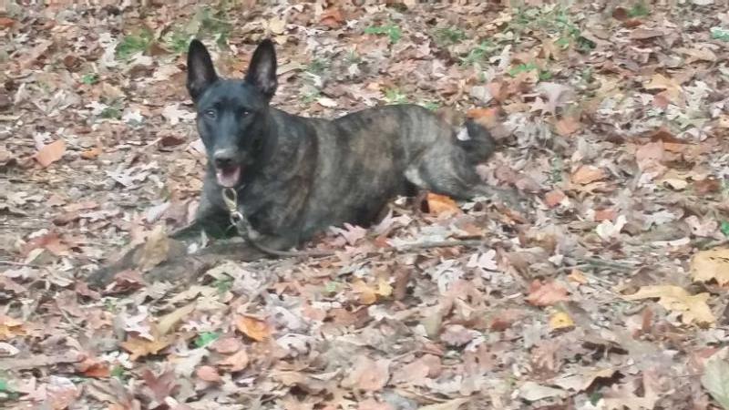 Eve of Hioaks | Dutch Shepherd 