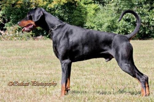 Jean Dark High Love | Black Doberman Pinscher