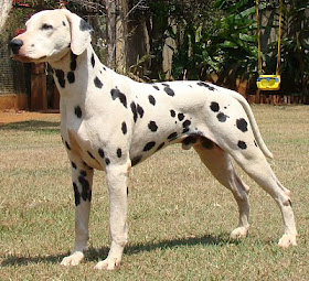 Ricci of the Ebony Spots | Dalmatian 