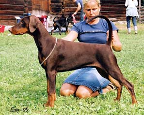 Jean Dark Hot Couture | Brown Doberman Pinscher