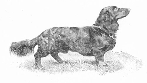 Buschbold | Dachshund 