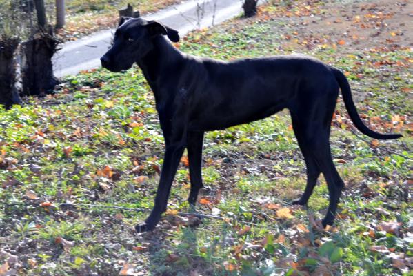 Jilly Marie Smith | Great Dane 