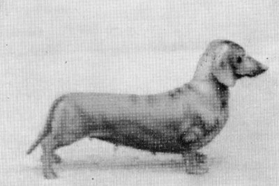 Uhla vom Falltor | Dachshund 