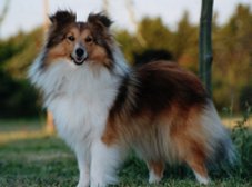 O' De Chanel des Romarins de Mayerling | Shetland Sheepdog 